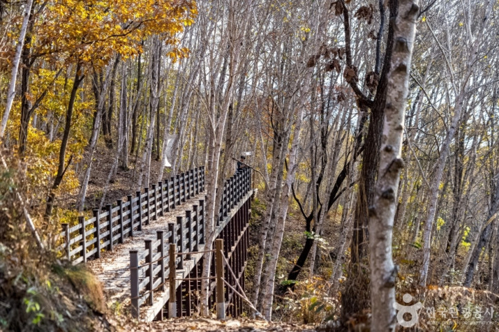 원주섬강자작나무숲둘레길_7_공공3유형.jpg