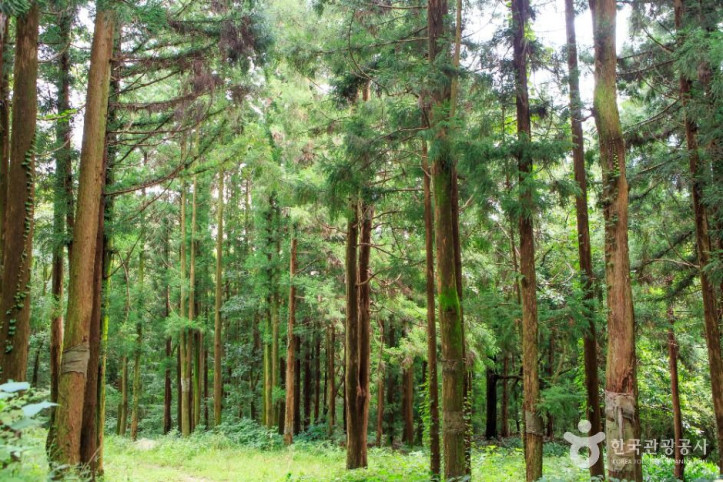 국립장성치유의숲(축령산삼나무편백숲)_4_공공1유형.JPG