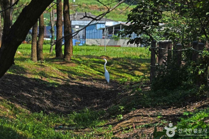 무안_용월리_백로와_왜가리_번식지_1_공공3유형.JPG