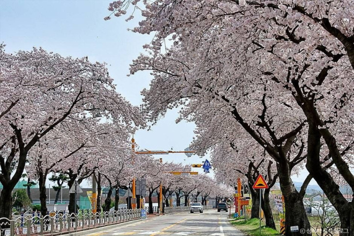 맹방_벚꽃길_1_공공3유형.jpg