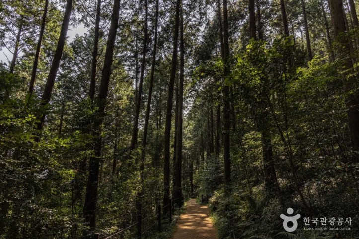미래사_편백나무숲_4_공공1유형.jpg