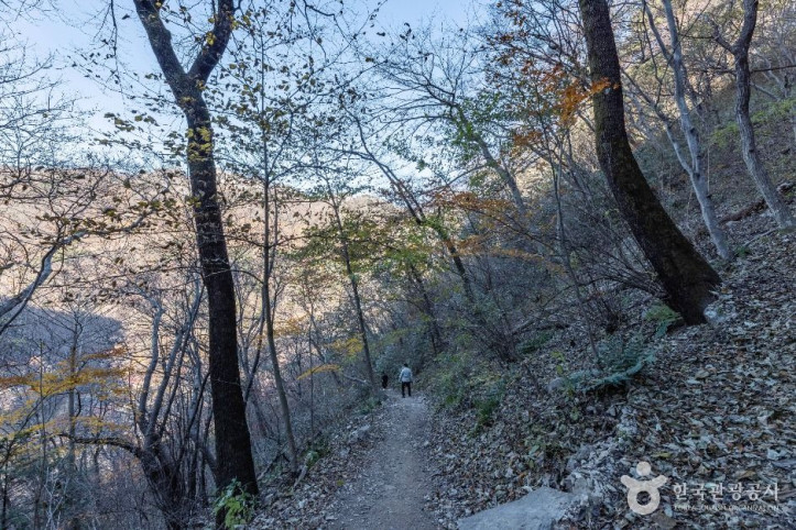 내장산_굴거리나무군락_1_공공1유형.jpg