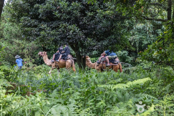 낙타트레킹_5_공공1유형.jpg