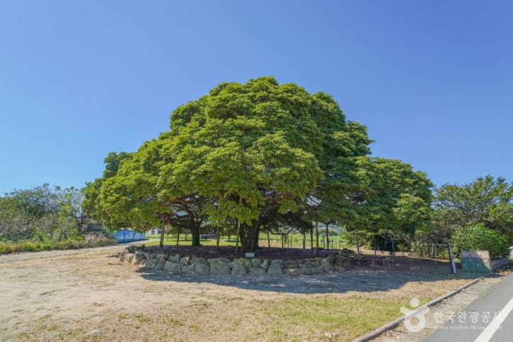 장흥_삼산리_후박나무_4_공공1유형.jpg