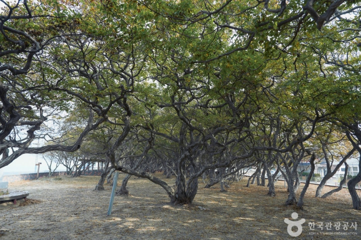 소사나무_군락지_5_공공3유형.jpg