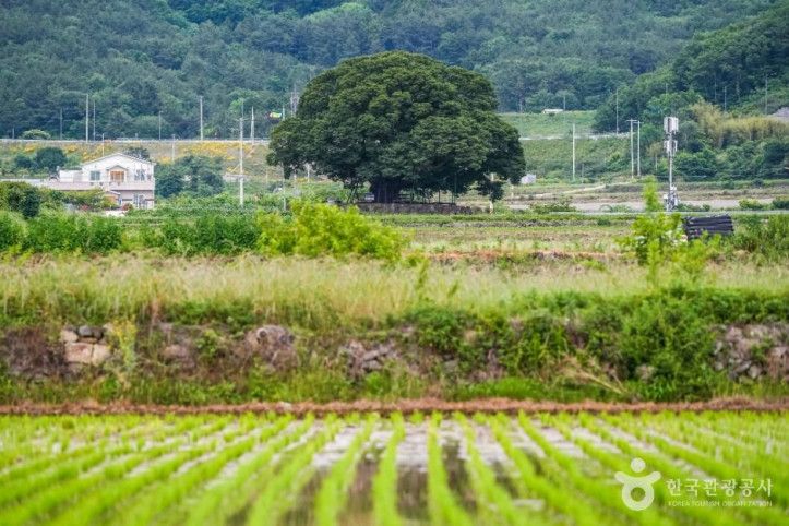 거제_명진리_느티나무_1_공공1유형.jpg