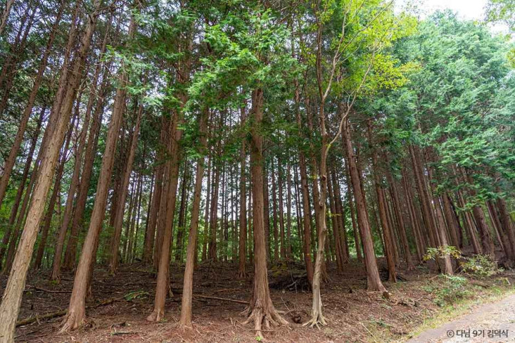 국립장성치유의숲(축령산삼나무편백숲)_5_공공1유형.jpg