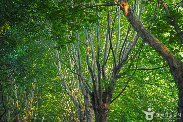 플라타너스_별빛_달빛_길_2_공공3유형.JPG