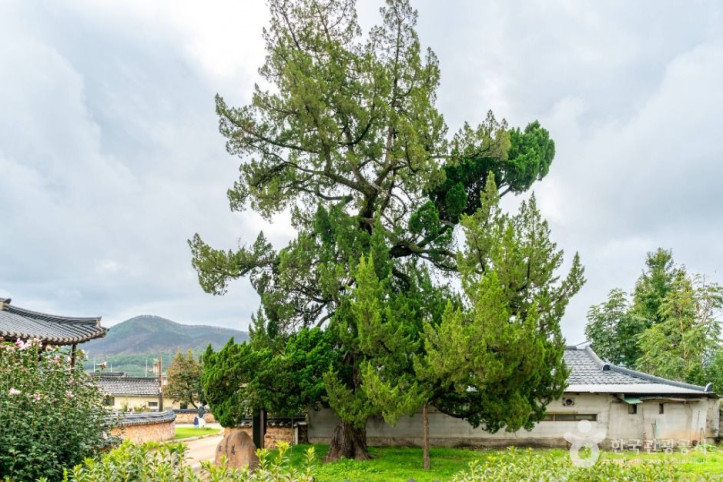 의성_사촌리_향나무_2_공공1유형.JPG