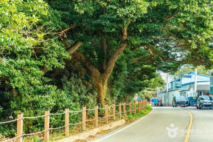 완도_맹선리_상록수림_3_공공1유형.jpg