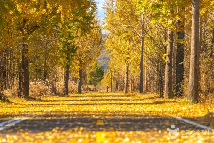 다산_좌학리_은행나무_숲_1_공공1유형.jpg