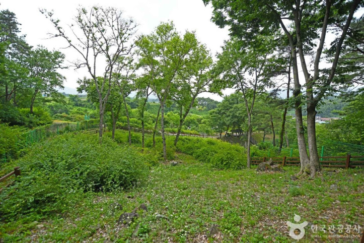 괴산_율지리_미선나무_자생지_3_공공3유형.JPG