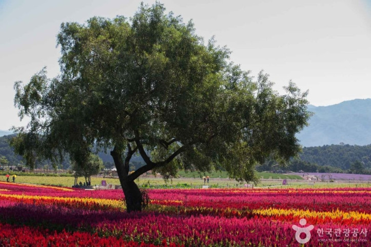 고석정_꽃밭_1_공공1유형.JPG