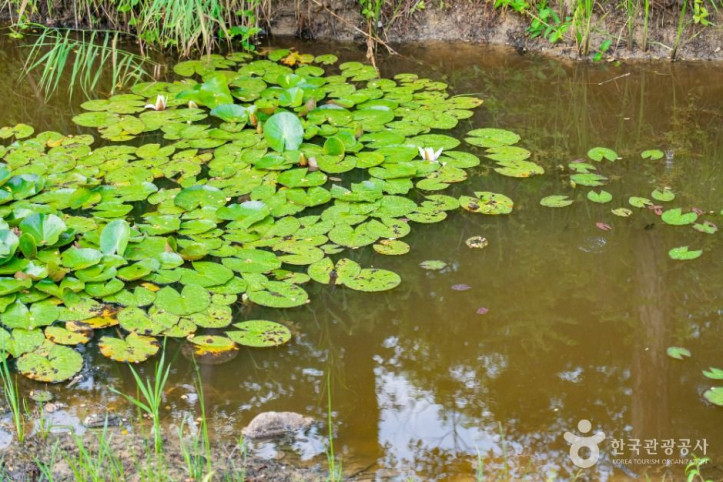 영랑호_습지생태공원_3_공공1유형.jpg