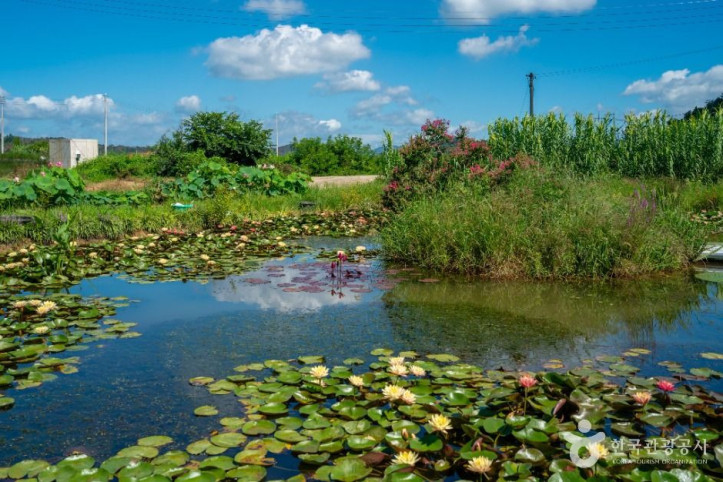 우포가시연꽃마을_3_공공1유형.jpg