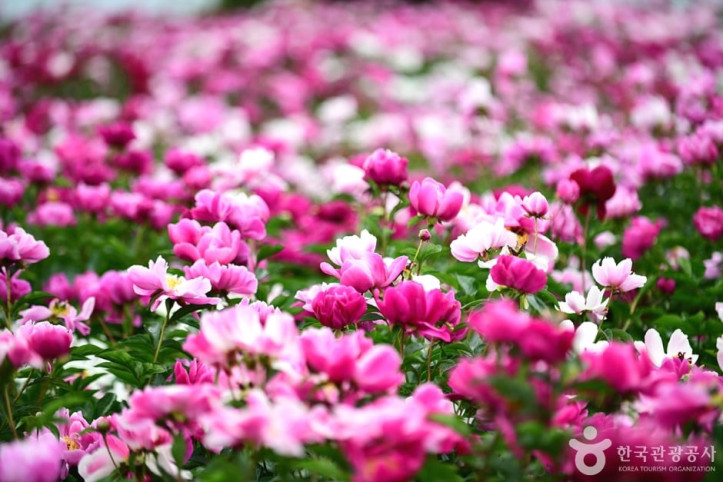 고흥_작약_꽃밭_2_공공3유형.jpg
