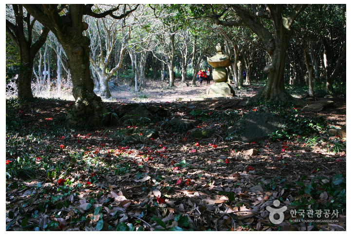 강진_백련사_동백나무_숲_1_공공3유형.jpg
