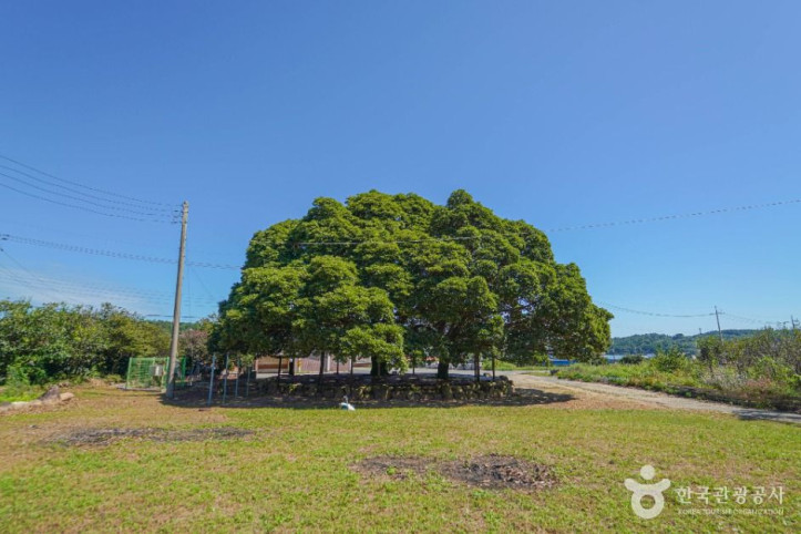 장흥_삼산리_후박나무_5_공공1유형.jpg