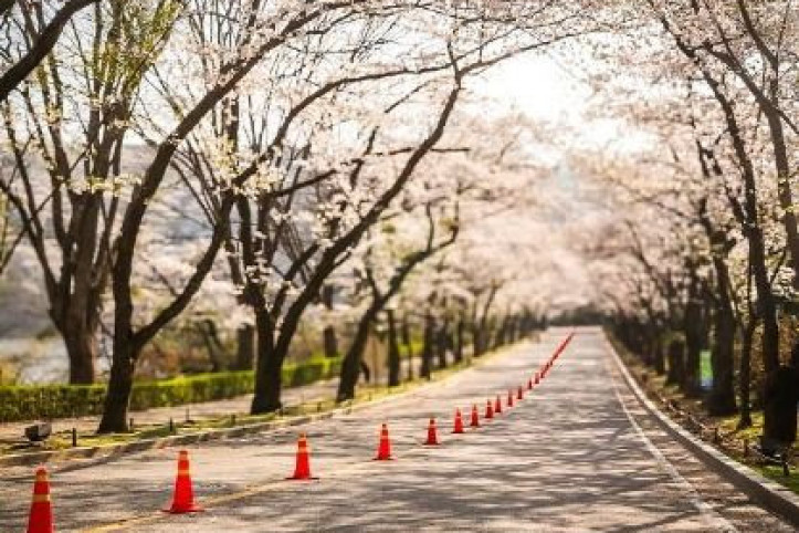 가실벚꽃길_1_공공3유형.jpg