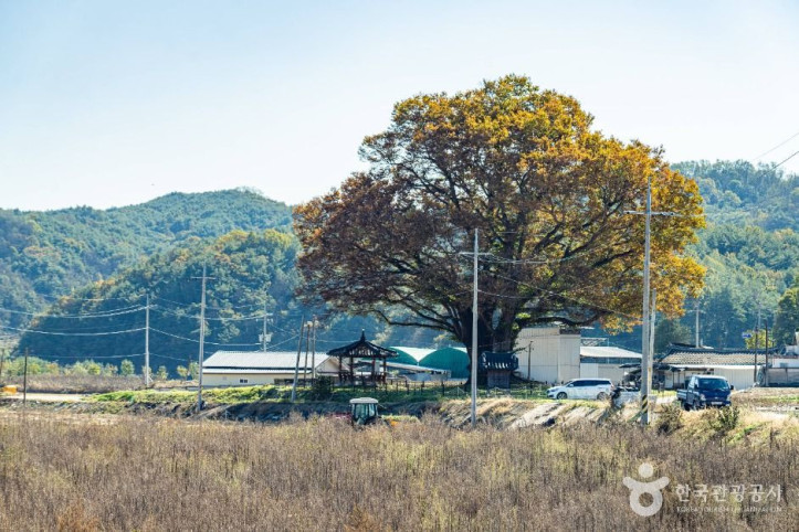 안동_사신리_느티나무_4_공공1유형.jpg
