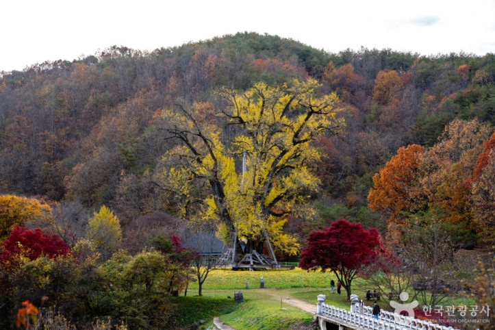안동_용계리_은행나무_2_공공1유형.jpg