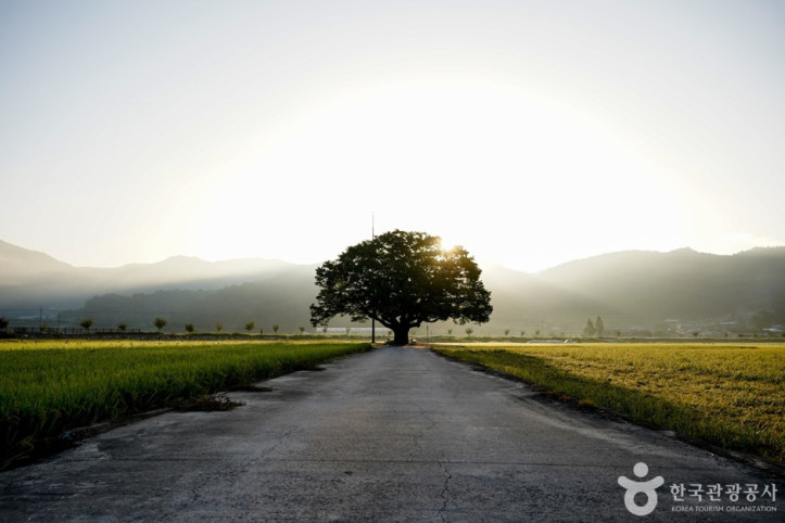 야로면_나홀로_느티나무_1_공공3유형.jpg