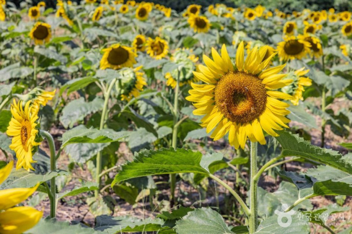 김경숙해바라기농장_8_공공1유형.jpg