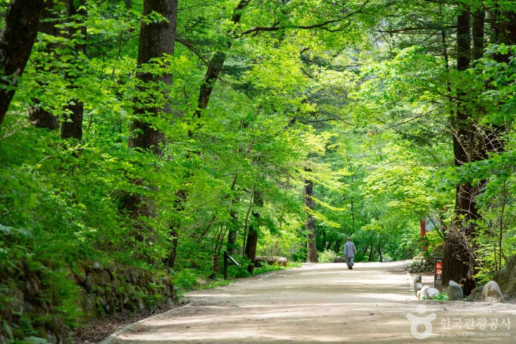 월정사·월정사_전나무숲_9_공공3유형.jpg