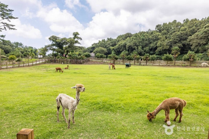 도치돌_알파카목장_3_공공1유형.jpg