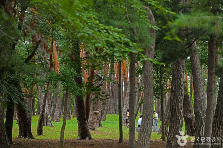 허난설헌_솔숲_1_공공3유형.JPG