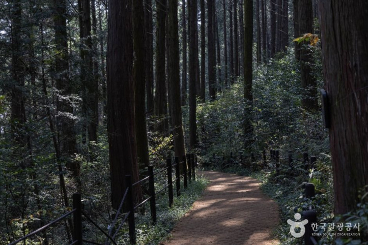 미래사_편백나무숲_1_공공1유형.jpg