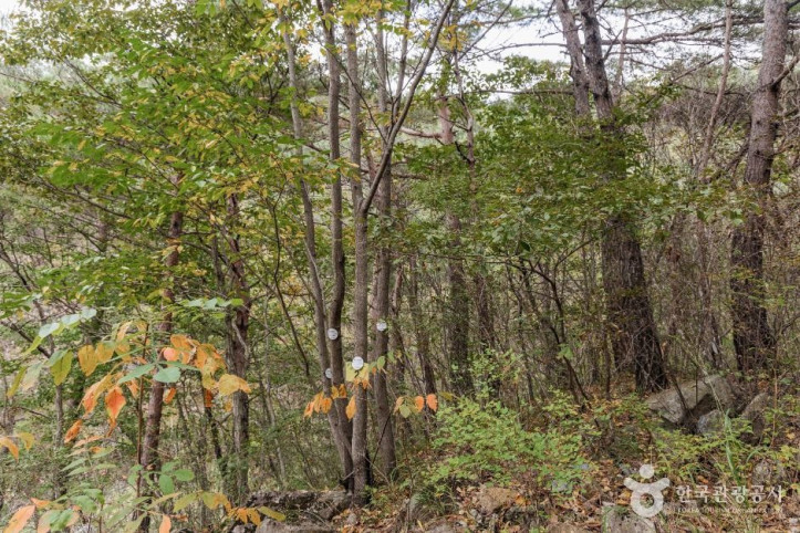 괴산_사담리_망개나무_자생지_3_공공1유형.jpg