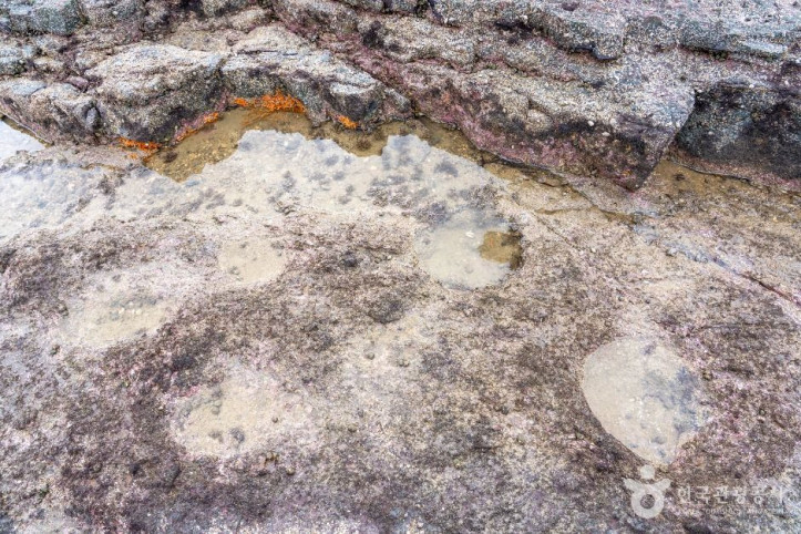 맨삽지(학성리_공룡발자국화석)_4_공공1유형.jpg