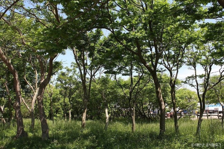 태안_안면도_모감주나무_군락_4_공공3유형.jpg