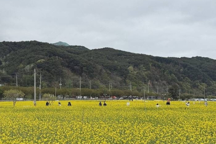 삼척_맹방_유채밭_2_공공3유형.jpg
