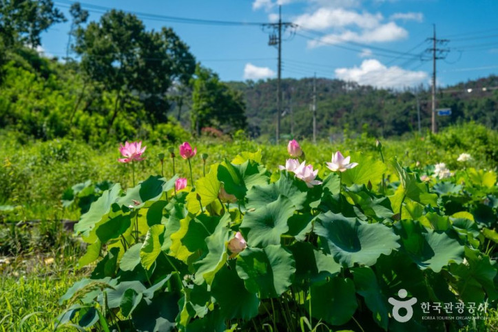 우포가시연꽃마을_1_공공1유형.jpg