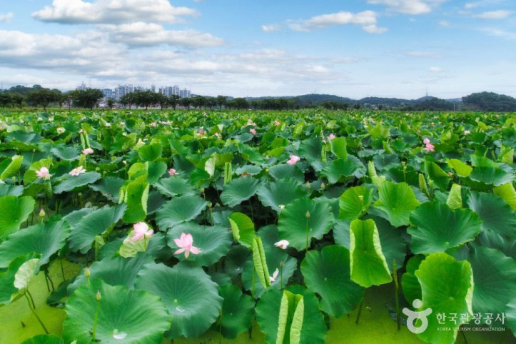 연꽃테마파크_3_공공1유형.jpg