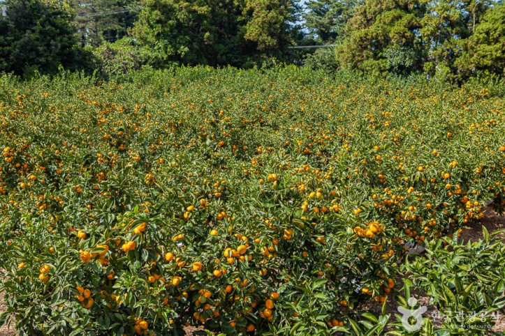 맛동산_감귤체험농장_8_공공3유형.jpg