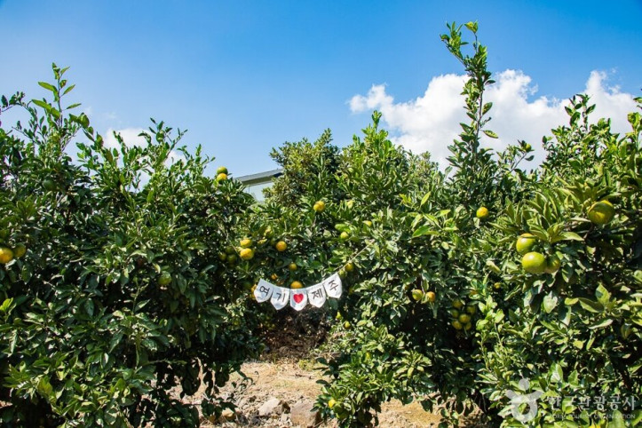 서귀포_제주에인_감귤밭_카페_2_공공3유형.jpg