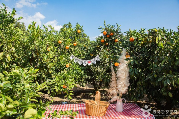 서귀포_제주에인_감귤밭_카페_6_공공3유형.jpg