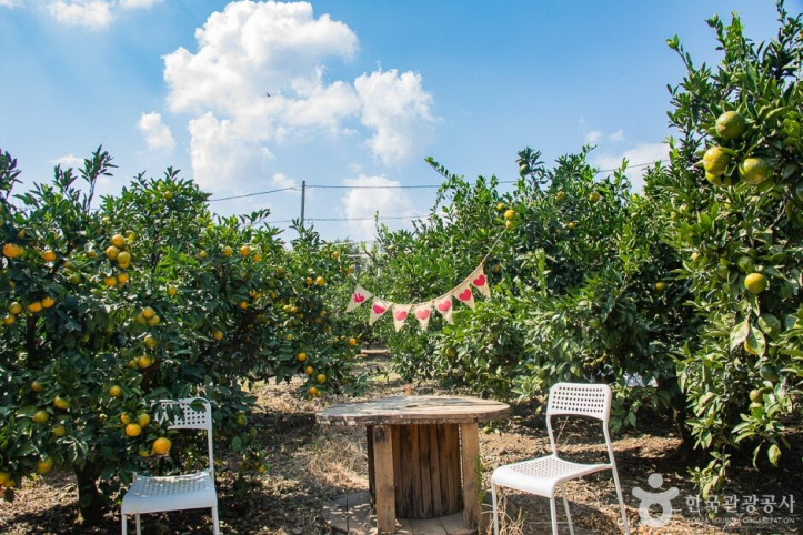 서귀포_제주에인_감귤밭_카페_10_공공3유형.jpg